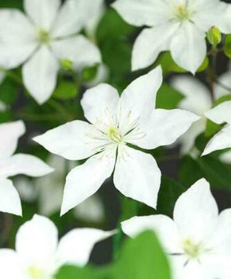 Clematis White Bikes Flower HD Wallpaper Image