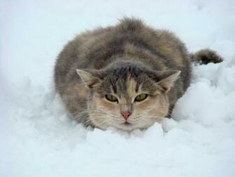 Winter Cat