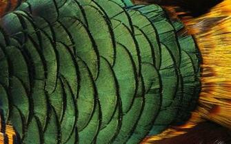 Birds Feathers Wallpaper