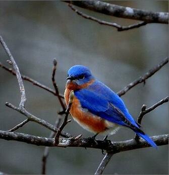 Little Blue Bird Desktop Wallpaper