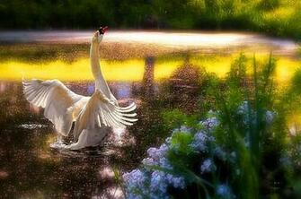April Showers Blue Flowers Rain Shower Sunset Swan Wings