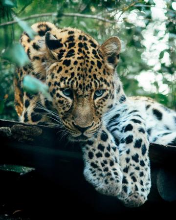 Big Five Pictures Image