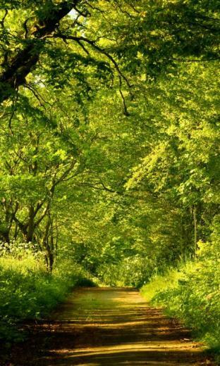 3d Forest HD Live Wallpaper Screenshot