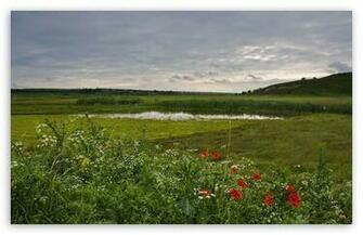 Swamp Spring HD Wallpaper For Standard Fullscreen Uxga Xga