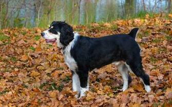 Dog Fall Leaves Wallpaper