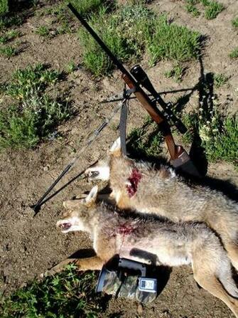 Cool Coyote Hunting Background Two Coyotes Model
