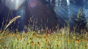 Spring Meadow Wallpaper