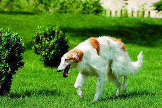 Borzoi Running On The Lawn Wallpaper And Image