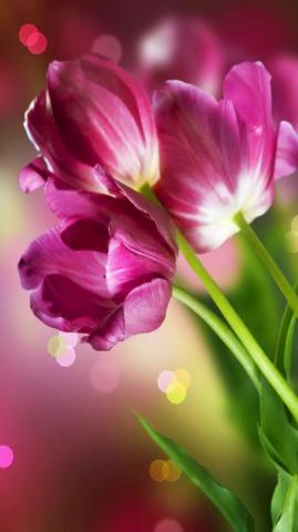 Vactualpapers Gallery Beautiful Flowers Mobile HD