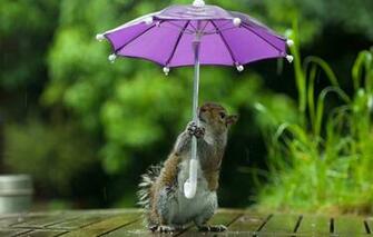Wallpaper Greens Look Nature Umbrella Table Background Rain