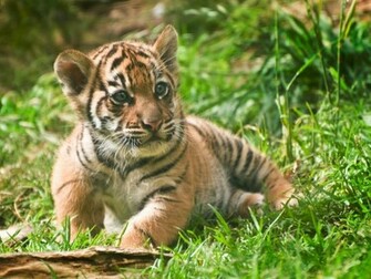 Amazing Tiger Cubs Desktop Pictures HD Wallpaper