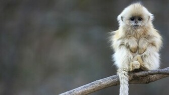 Beautiful Wallpaper Monkey HD