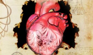 New Clues To A Year Old Mystery About The Human Heart Embl S