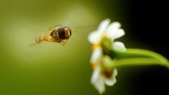 Honey Bee Wallpaper