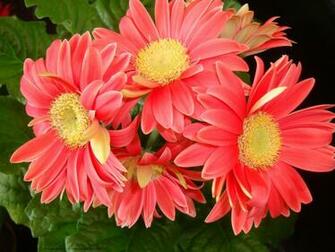 Gallery For Gt Purple Gerber Daisy Wallpaper