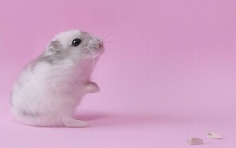 Hamsters Achtergronden Dieren HD Hamster Wallpaper Foto Jpg