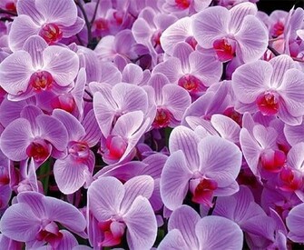 Ikebana Wallpaper Weddingdressin