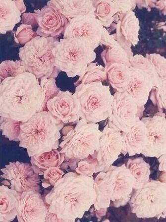 Floral iPhone Wallpaper Cute