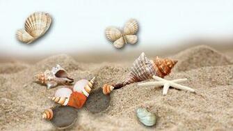Sea Shells Wallpaper