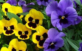 Wallpaper Pansy Flowers