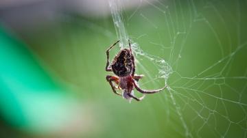 Wallpaper Spider Insect Web UHD 4k Picture Image
