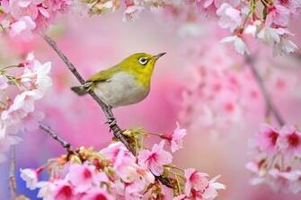 Bird And Spring Flowers Wallpaper By Lise Revelwallpaper Net