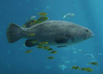 Pin Ocean Fish Swimming Underwater Wallpaper Desktop
