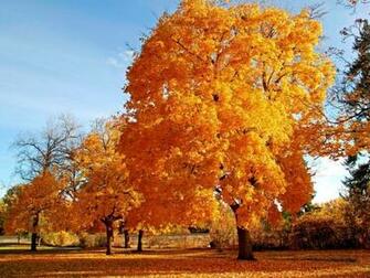 Autumn Season Yellow Wallpaper High Resolution