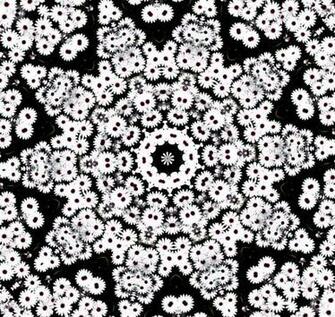 Stock Photos Rgbstock Image Star Daisy Patch