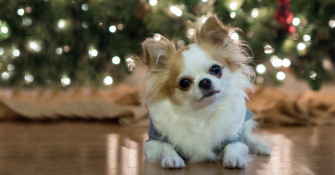 Pet Hearing Dogs And Holiday Music Diamond Foods