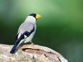 Home Birds Bird Black And White Wallpaper