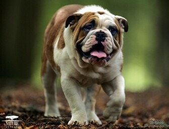 Dog Wallpaper