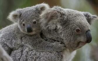 Koala Baby G Wallpaper