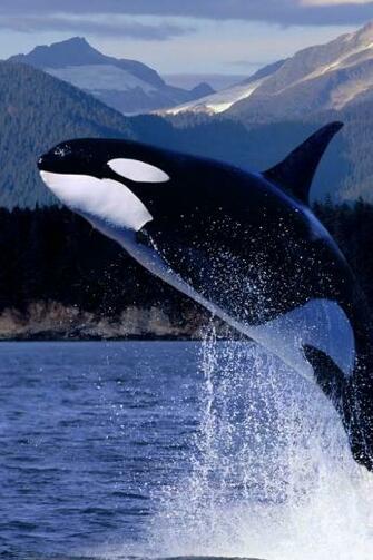 Jumping 3g iPhone Wallpaper HD Retina Background