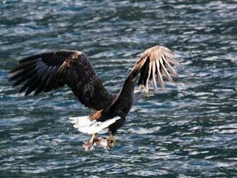 Bald Eagle High Quality And Resolution Wallpaper