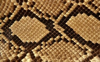 Wallpaper Snake Skin