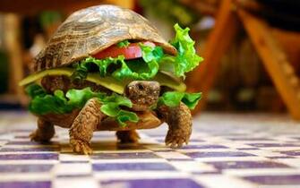 Turtle Wallpaper Image Group