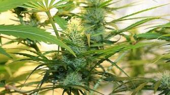 Weed Wallpaper Background Image Creatives