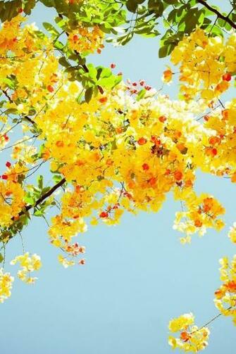 Leaves Summer Wallpaper Feed iPhone Gallery