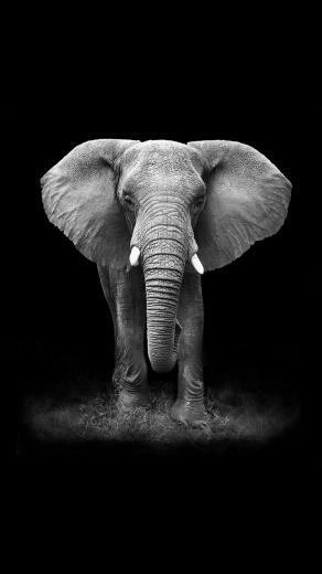 Tap And Get App An Elephant On A Black Background