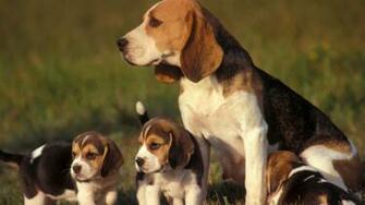 Beagle Mom And Babies Wallpaper