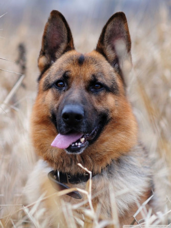 German Shepherd Ultra HD Desktop Background Wallpaper For 4k UHD