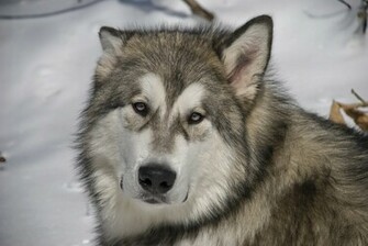 Sad Alaskan Malamute Wallpaper And Image Pictures