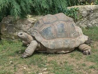 Tortoise Wallpaper HD