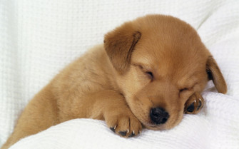 Cute Animal Wallpaper