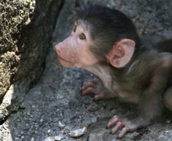 Baboon Wallpaper Image Photos Picture