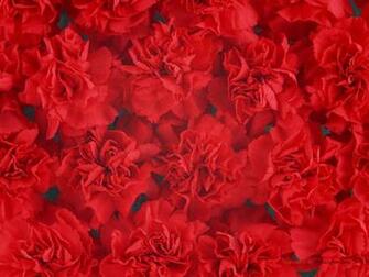 Red Flowers Background Wallpaper