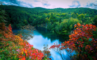 Forest Lake Wallpaper
