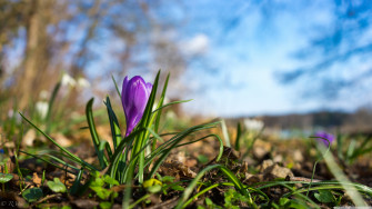 Nature Spring Flower Ultra HD Desktop Background Wallpaper For 4k