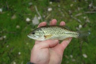 Wallpaper Image Photos Pour Blackbass A Colorier